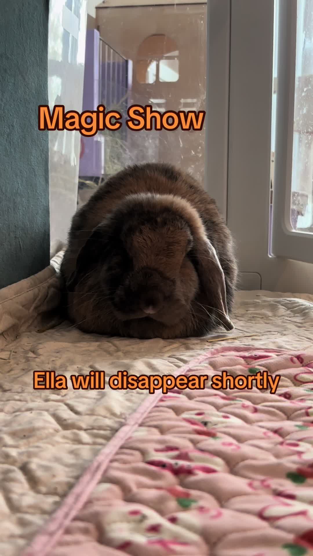 @EllaLouisBillie
