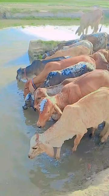 @🐄🐄🐄🐄🥀🥀🥀❣️❣️03287490091