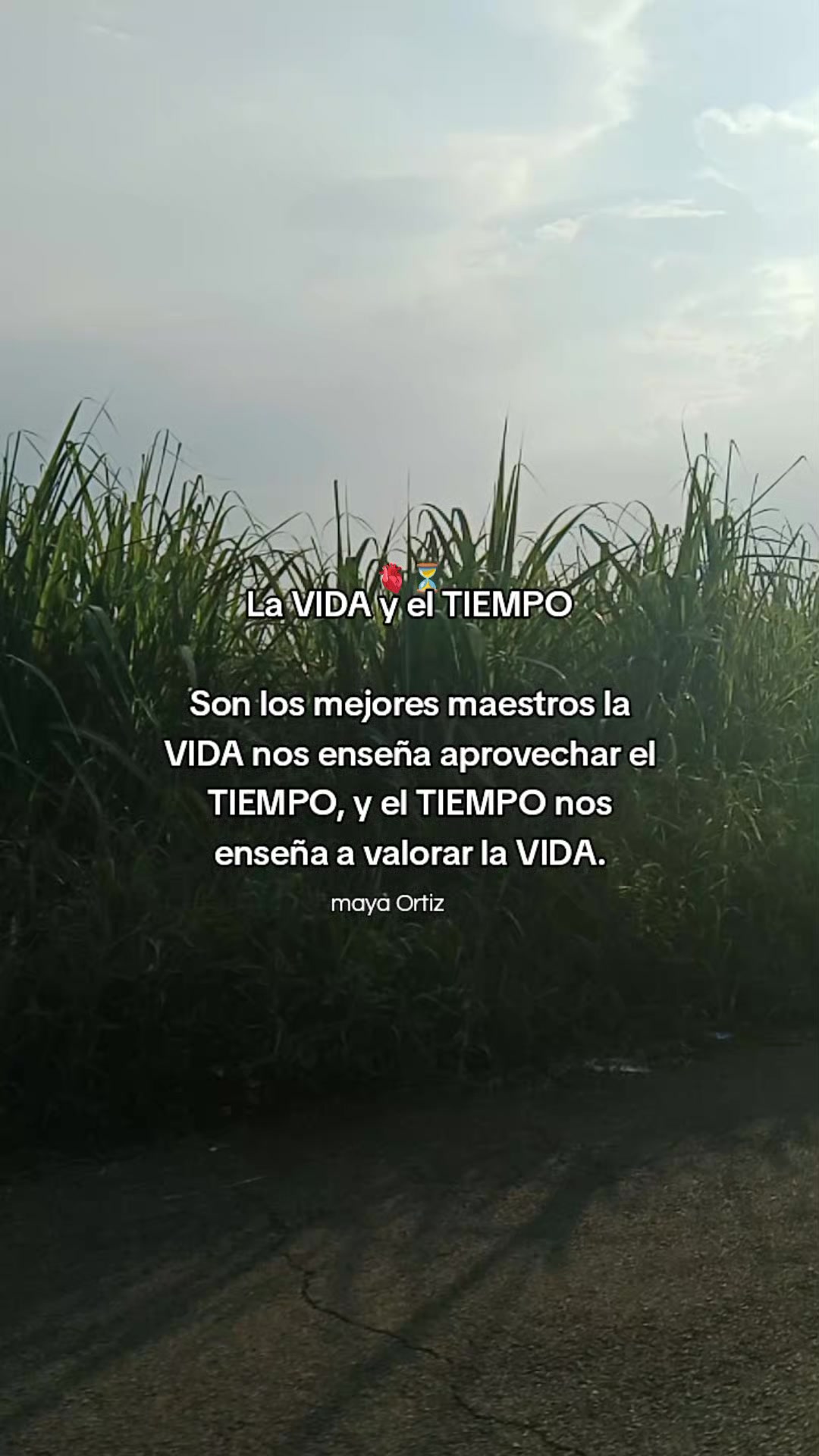@Maya Ortiz