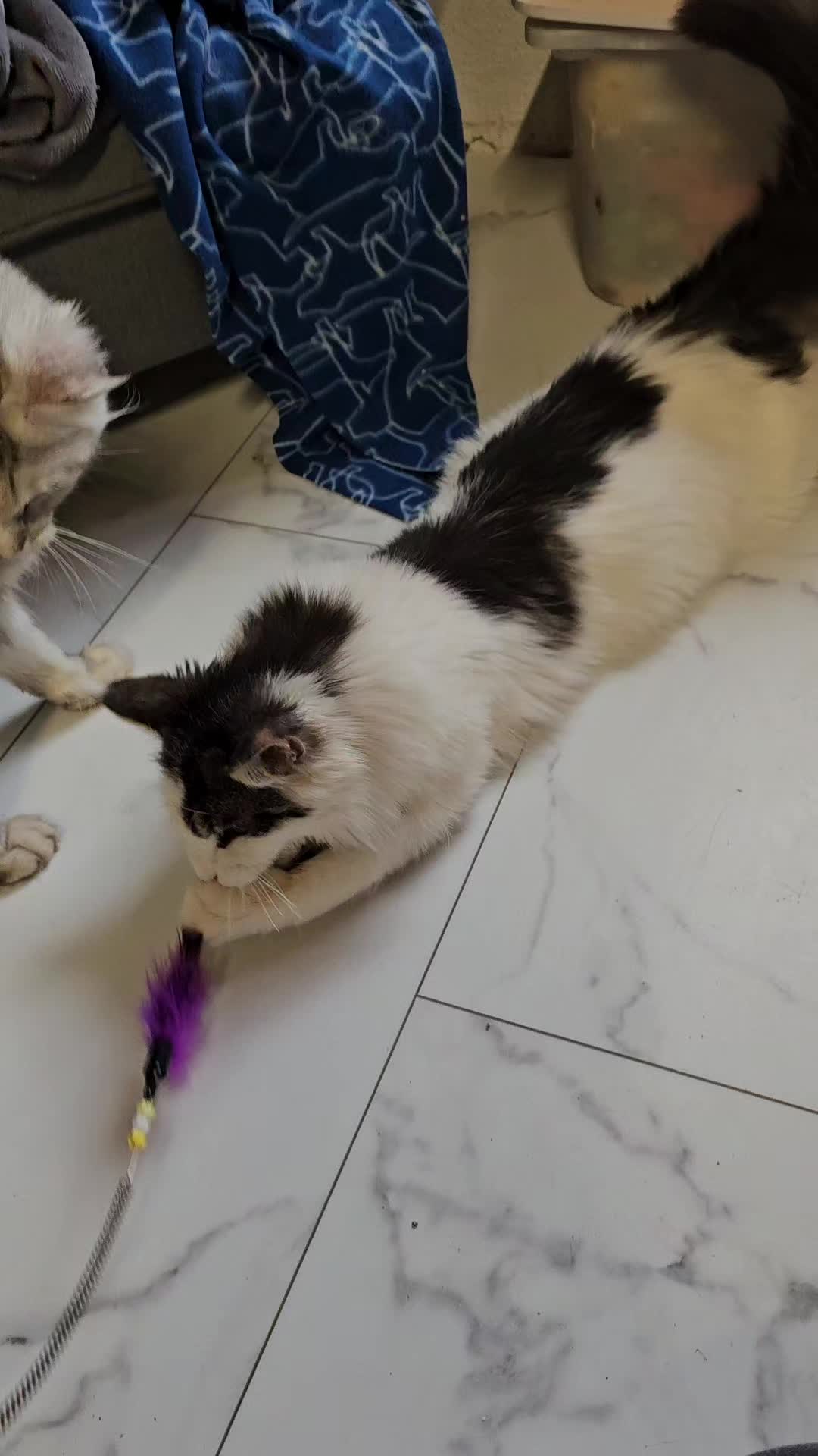 @Gentle Nature's Maine Coon