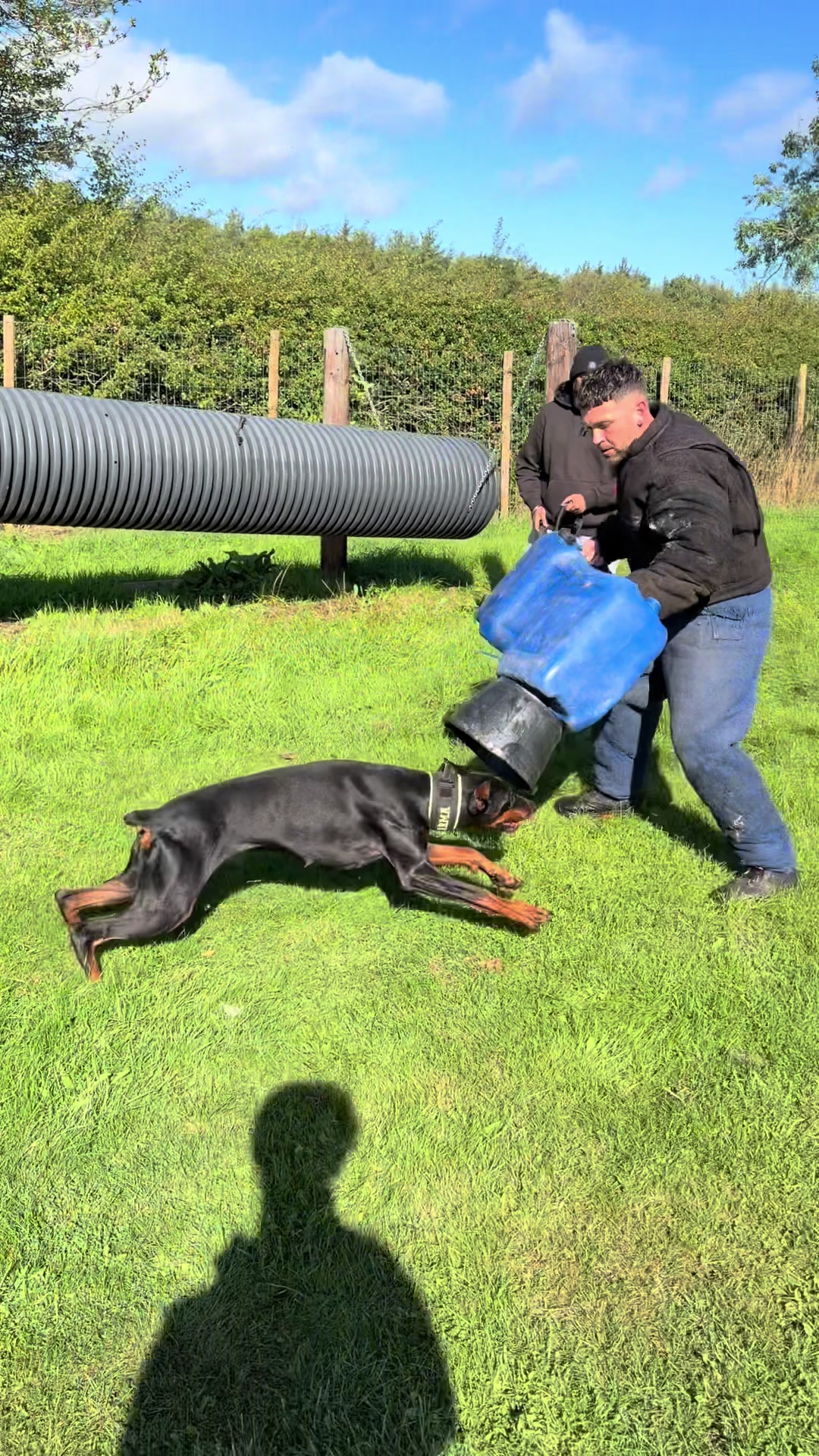 @protectiondobermanns