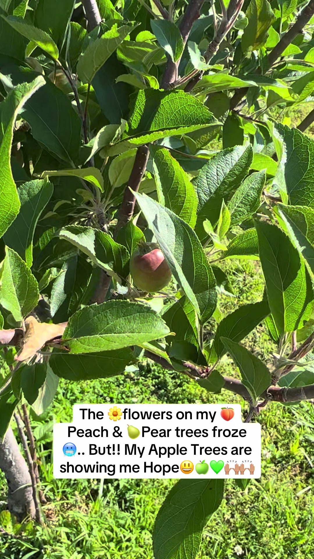 @NonniesFunnyFarm