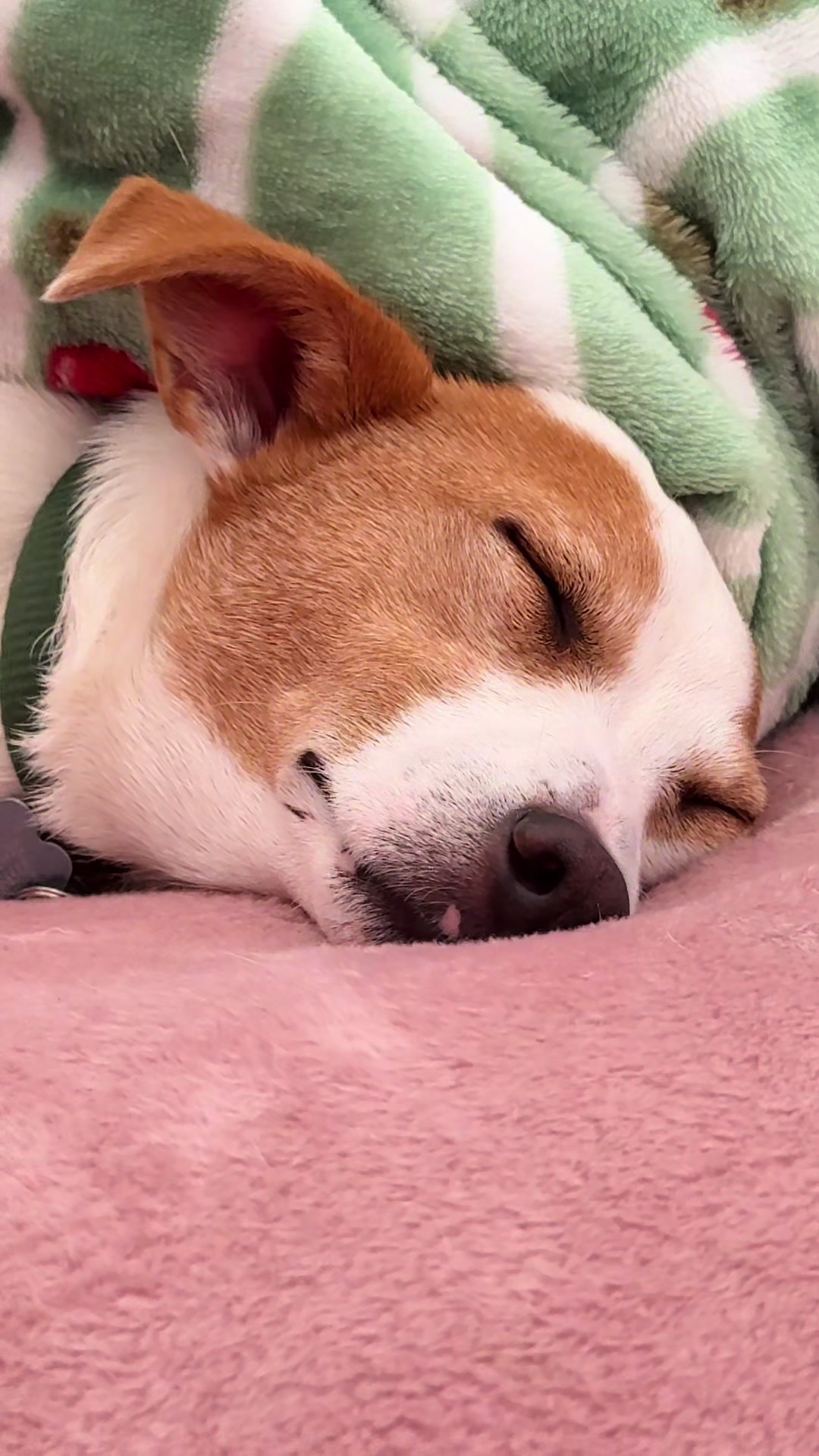 @spirit_and_paw