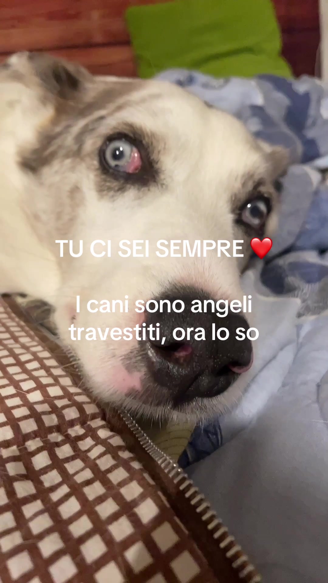 @ho.adottato.un.canesordo