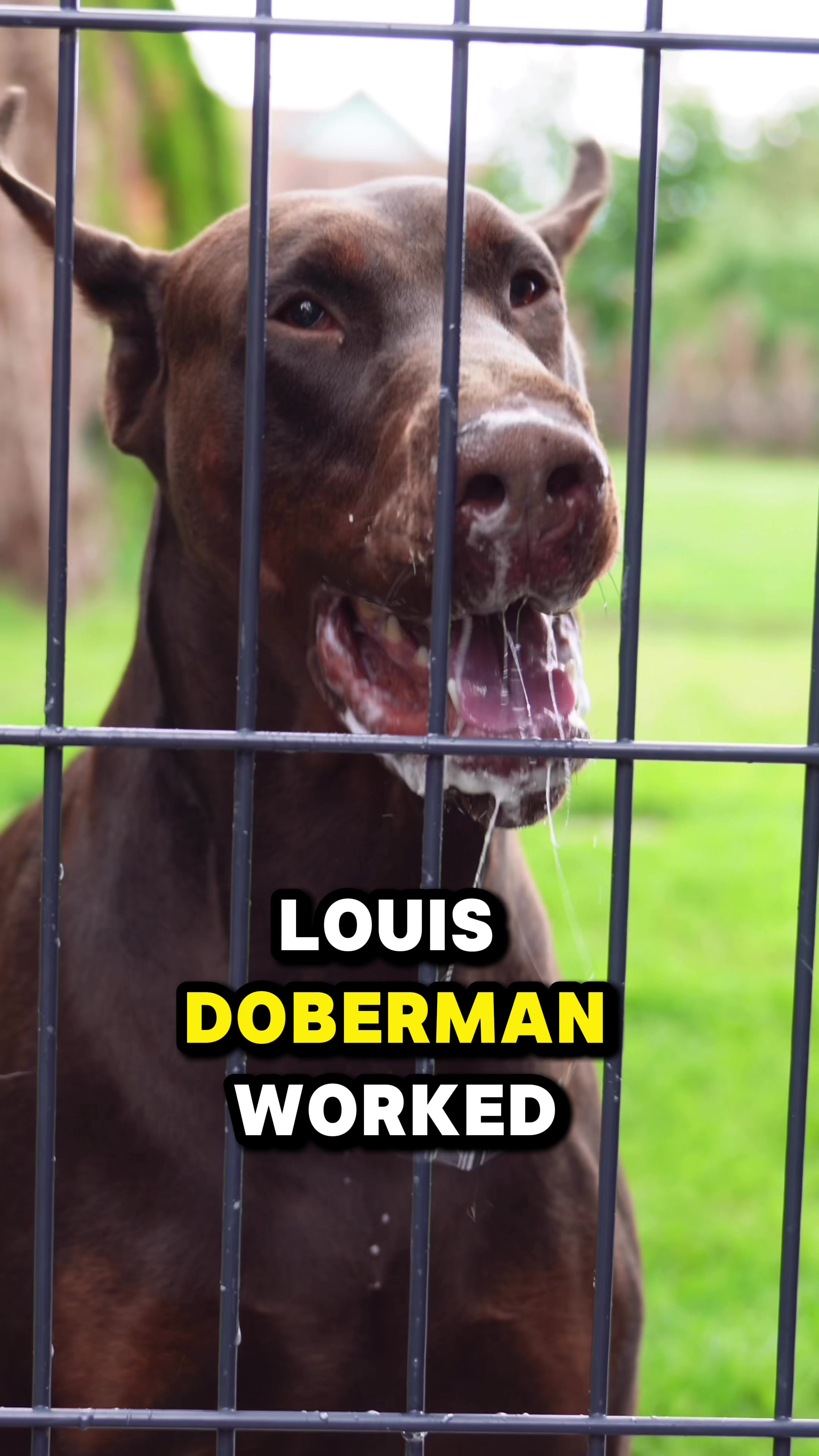 @GRAREVA dobermanns