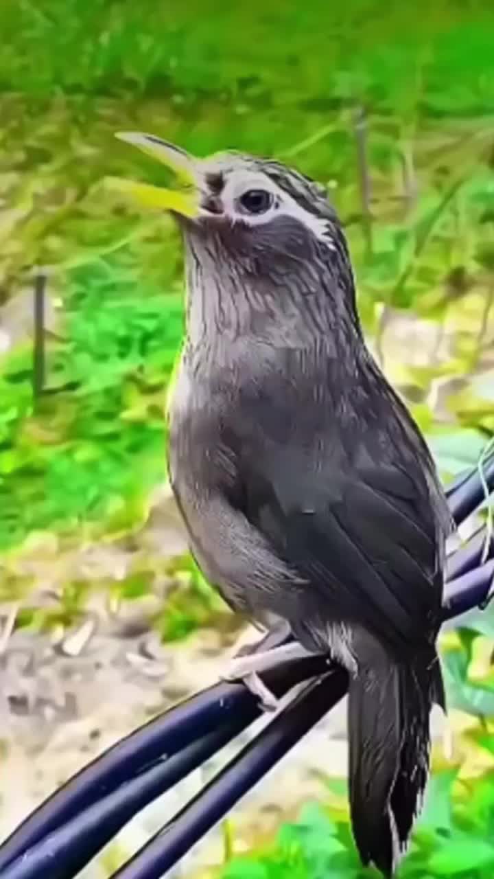 @CMAR61