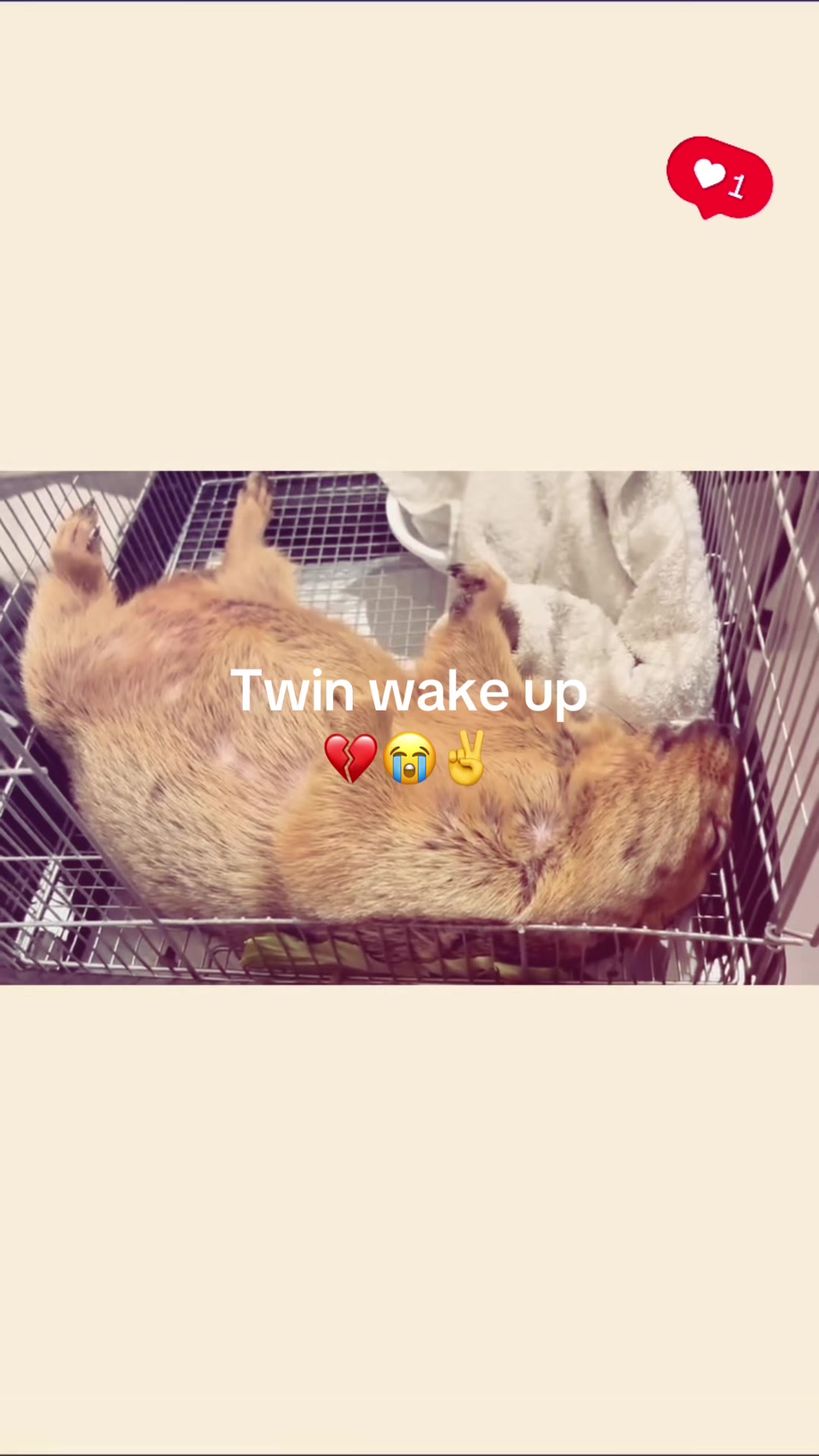 @dailymarmot00