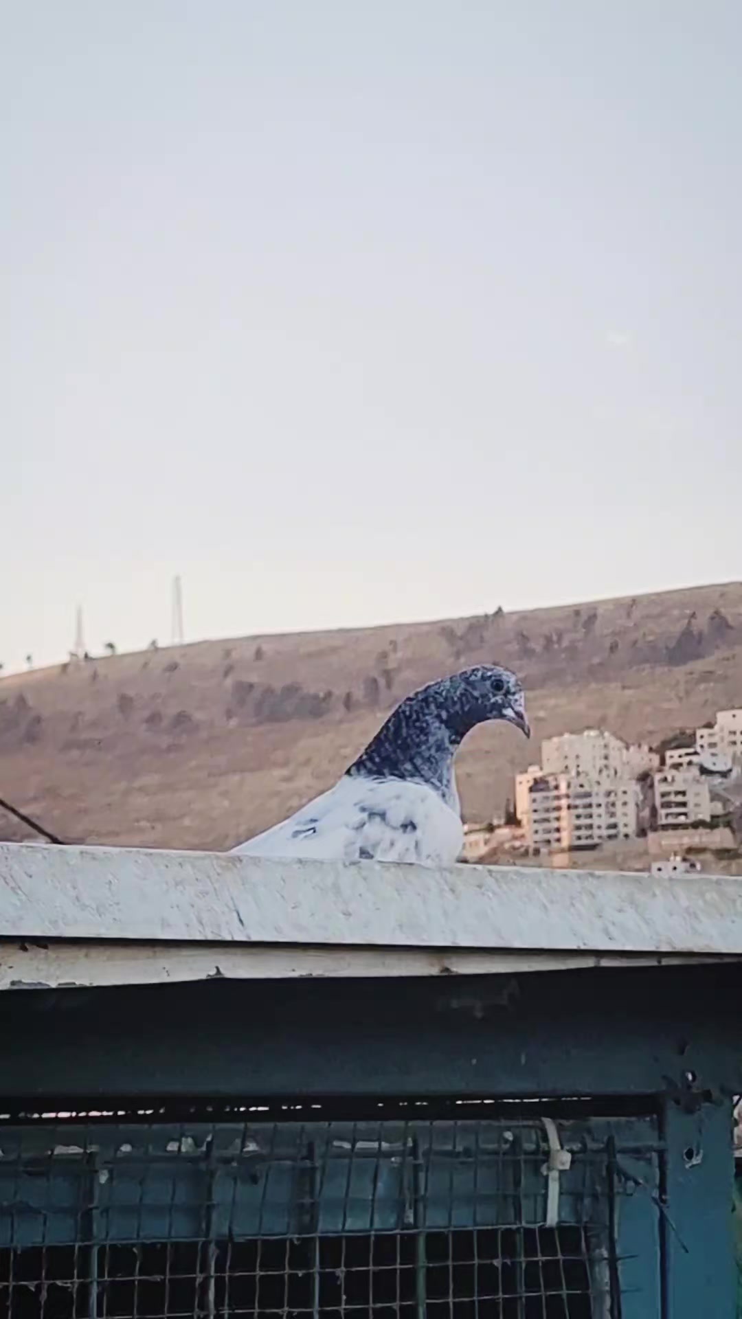 @Pigeons Tv