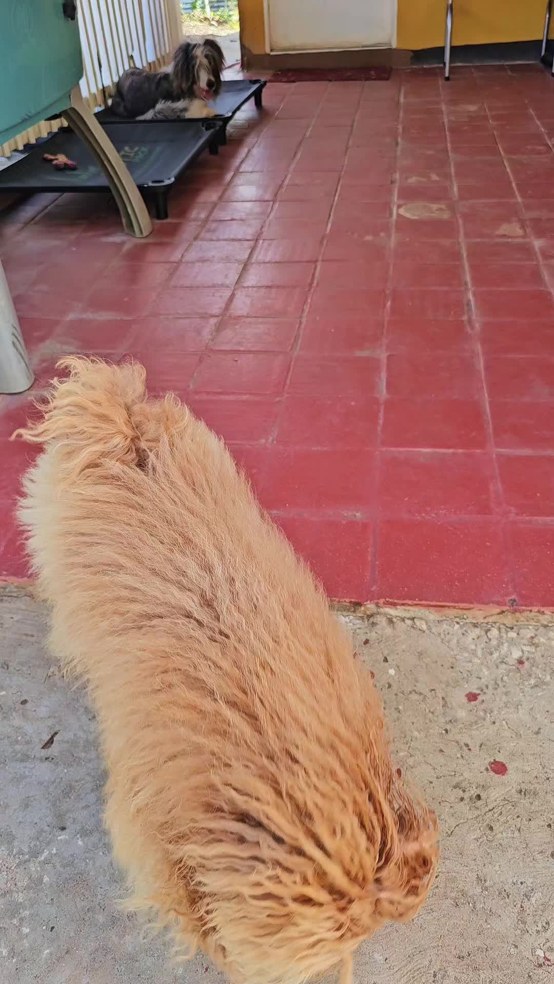 @MixedPetCollective