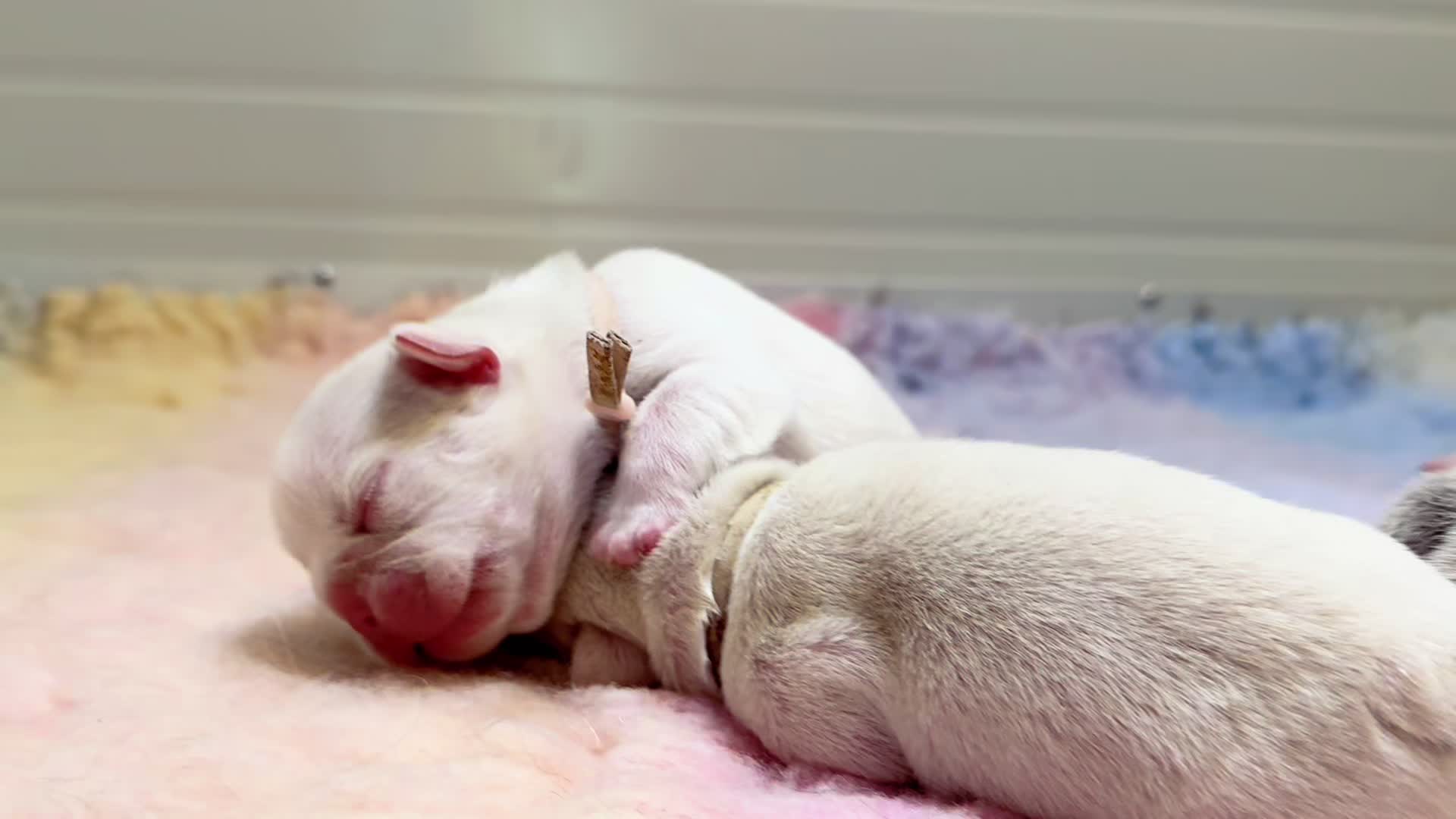 @ilborgodipintobulldog