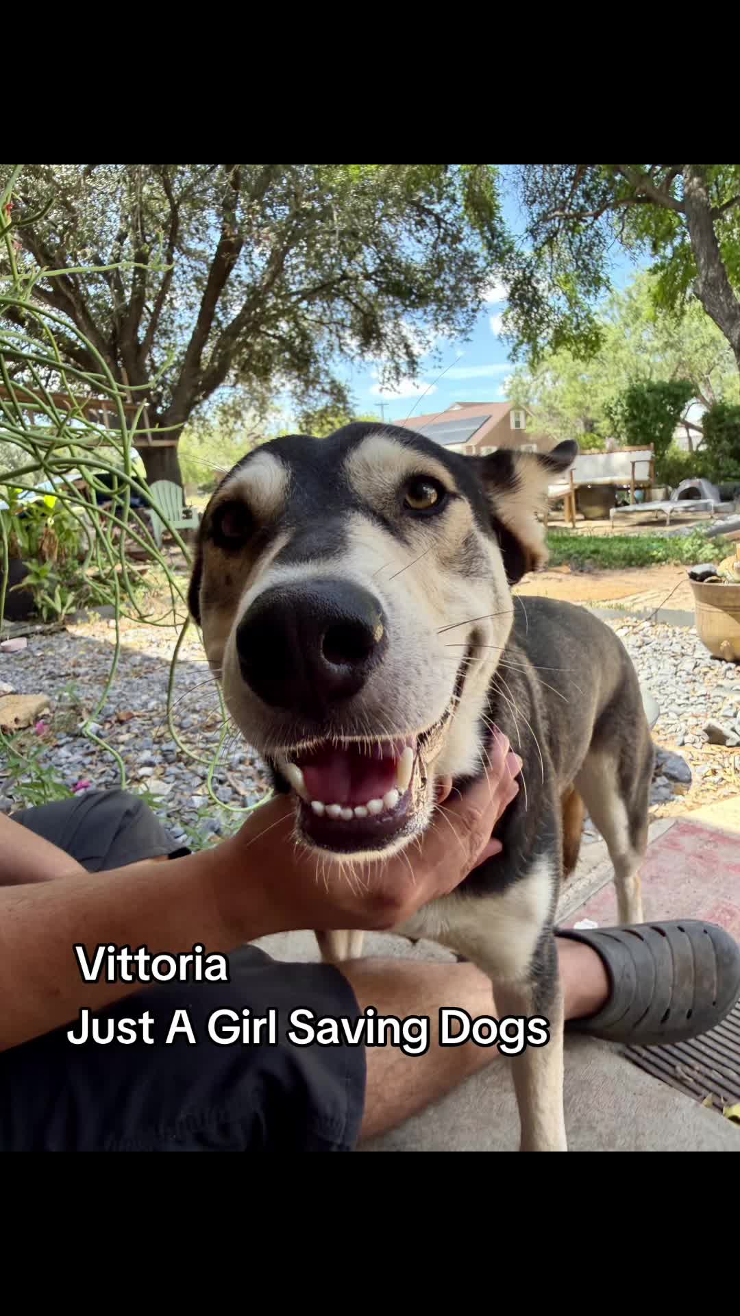 @Just A Girl Saving Dogs