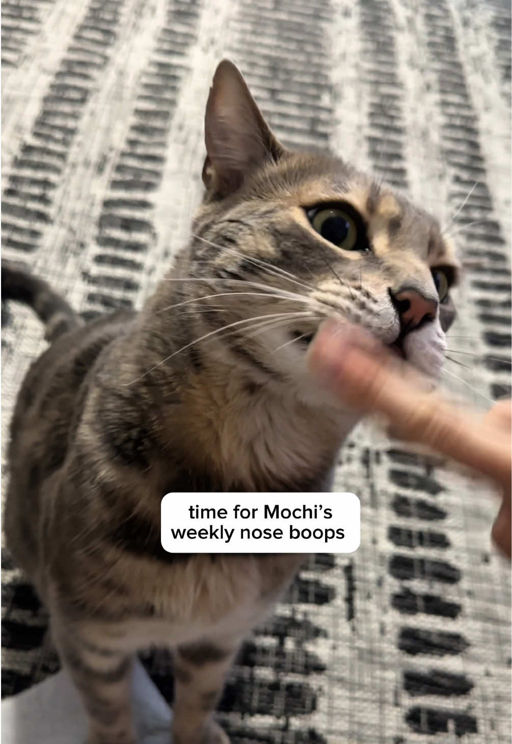 @Mochi the Bengal