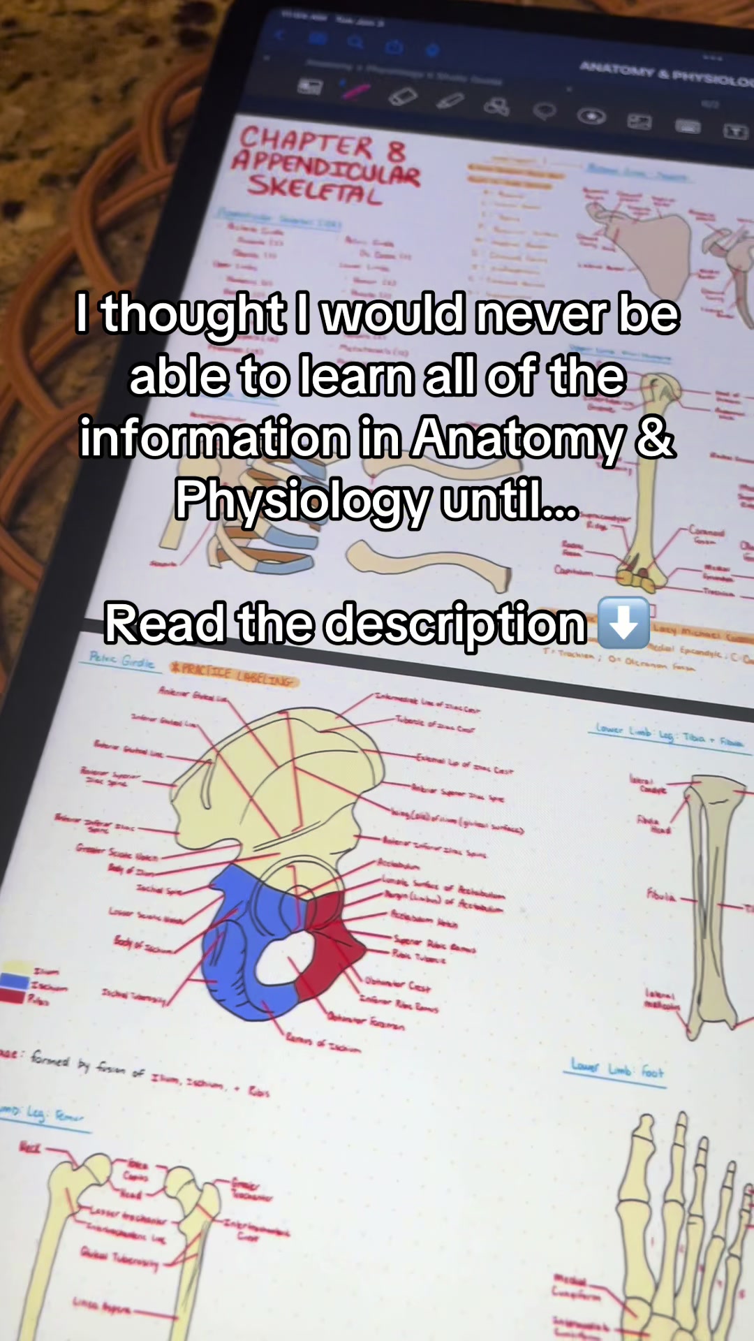 @Ollie | Anatomy & Physiology