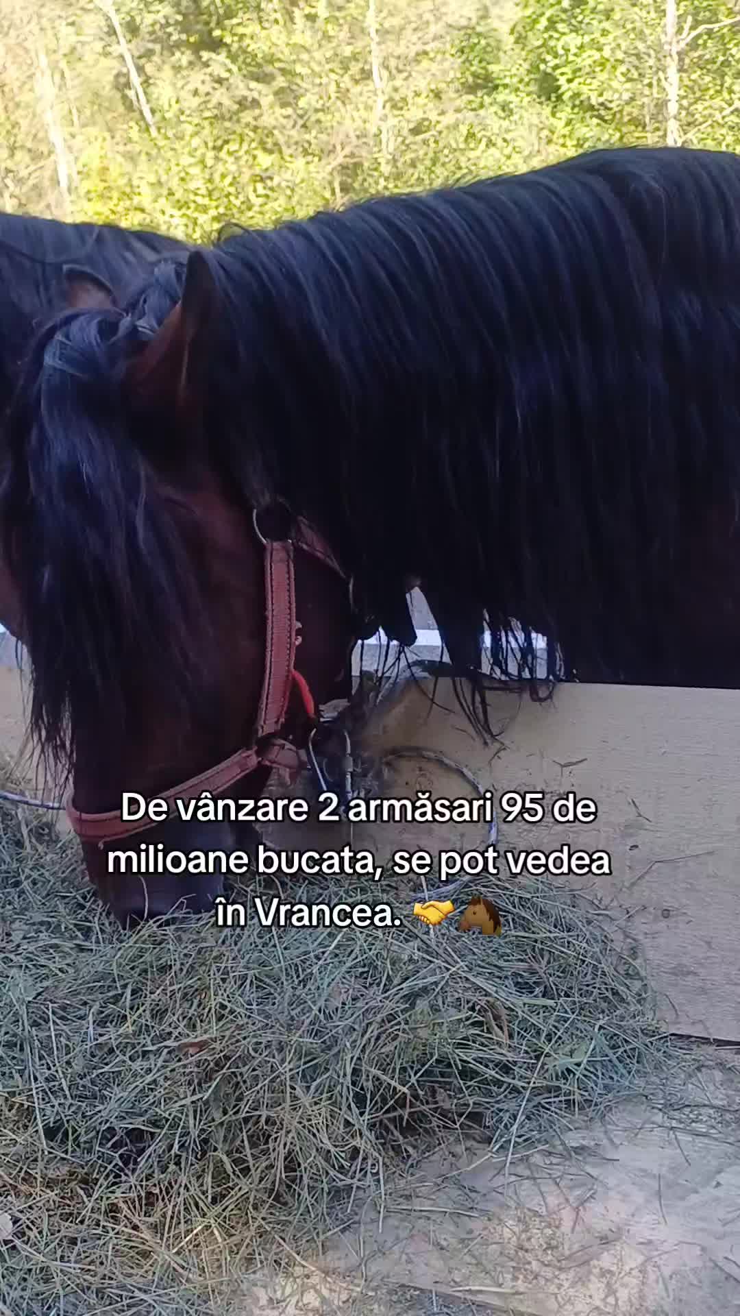 @Stelian