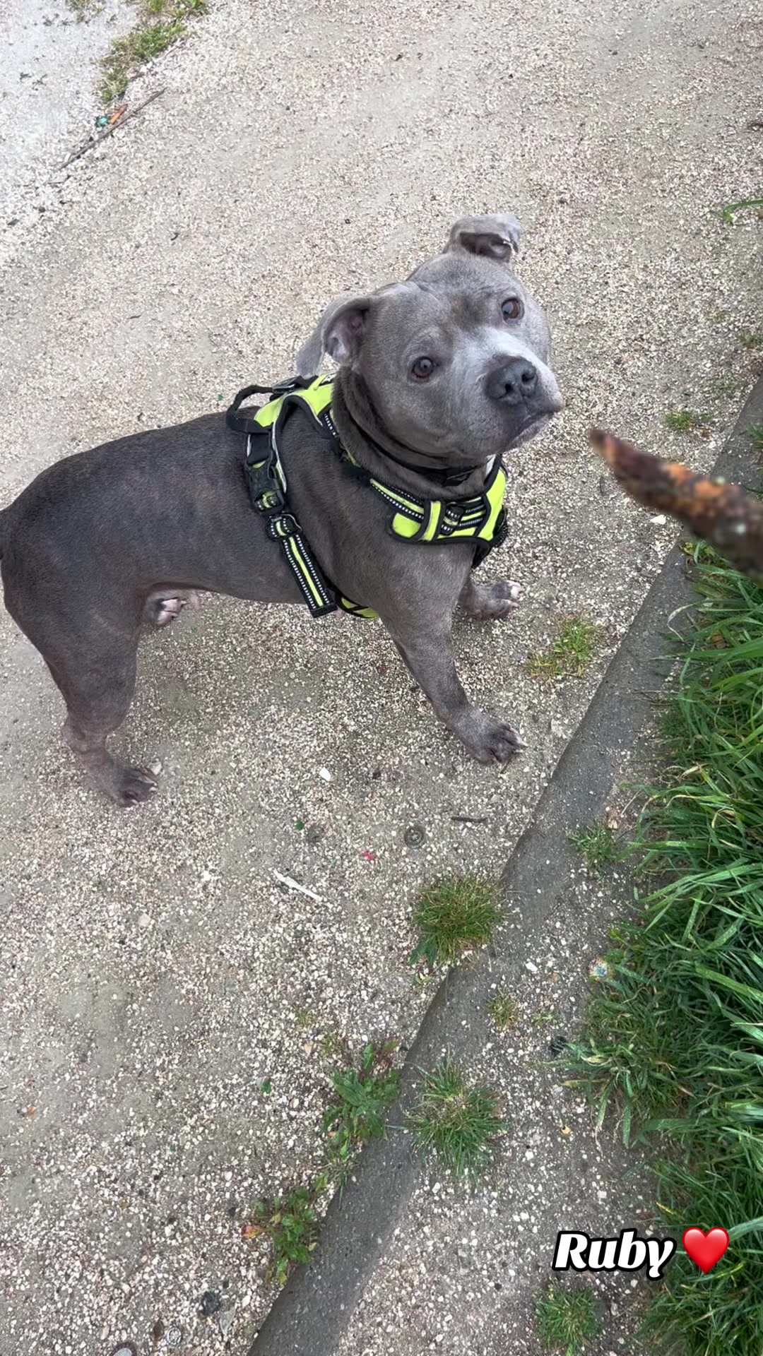 @rubylove_staffie94