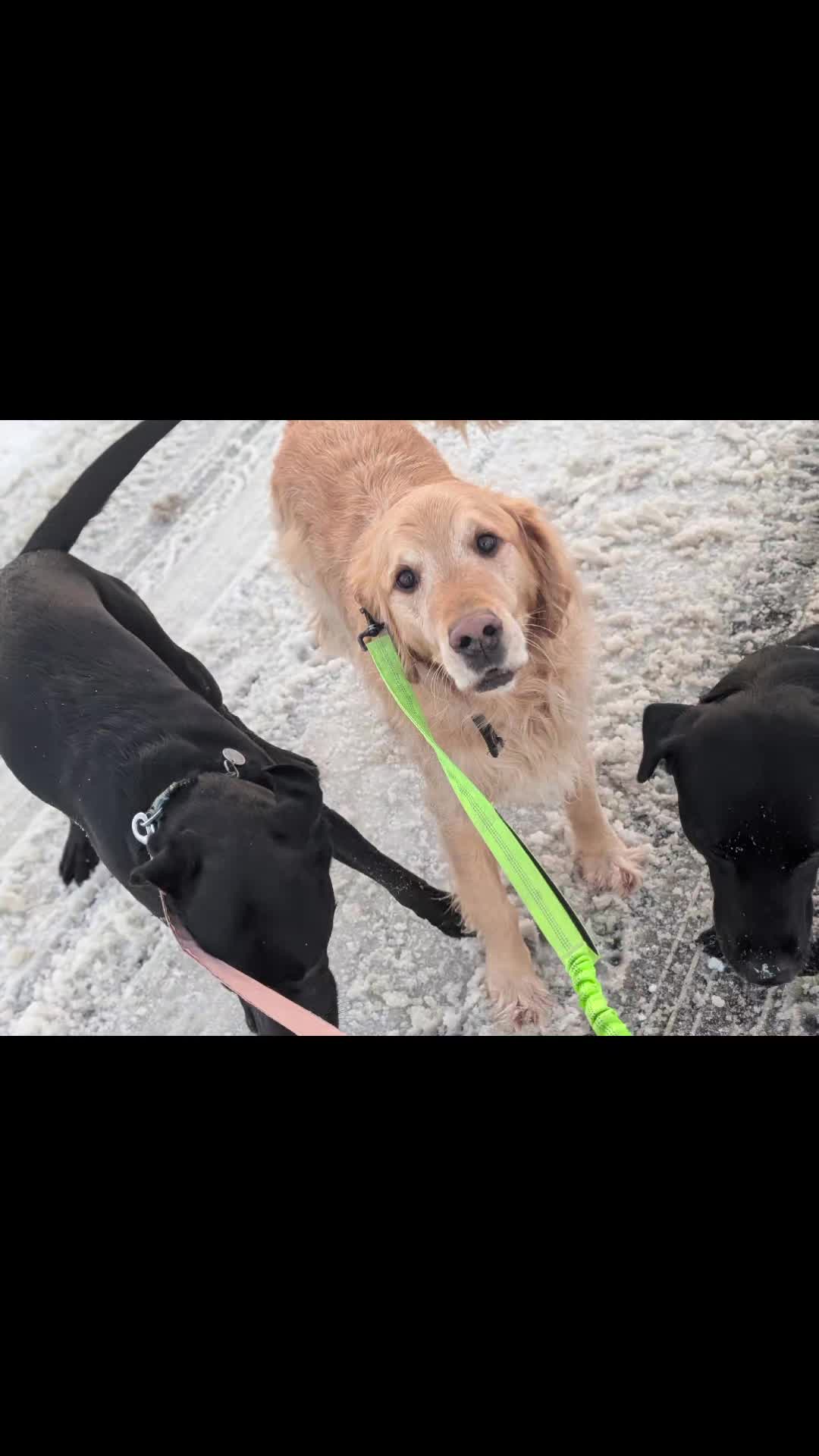 @Tracy's dog walking