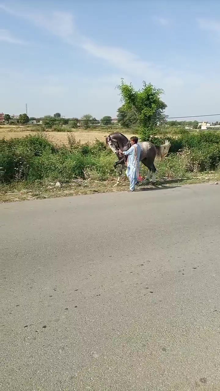 @horse dance #world
