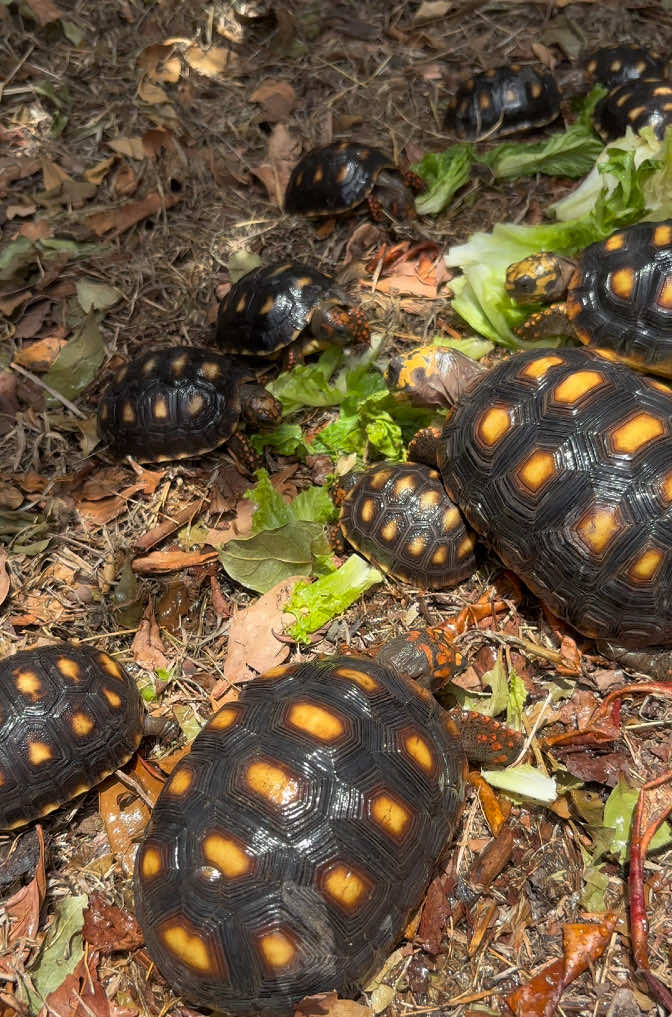 @tortoises sxm🐢