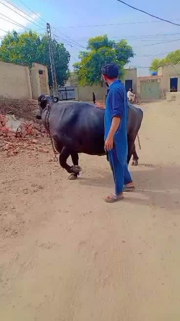 @✨🥷امبرسریا ڈھیلوں 🥷✨