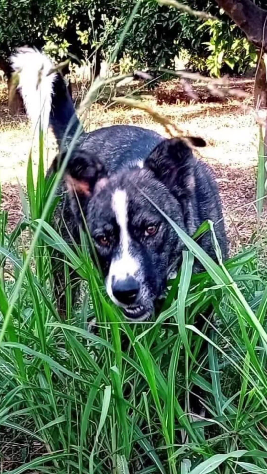 @Greek Animal Rescue