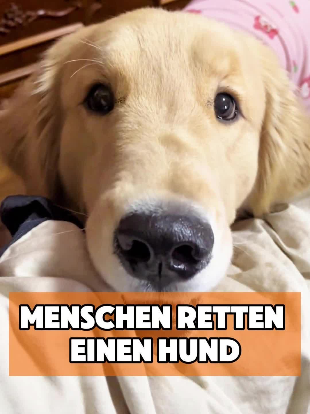 @toto_tier