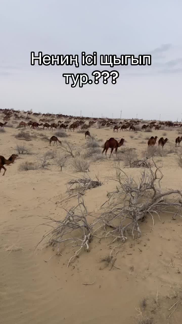 @zorbay003