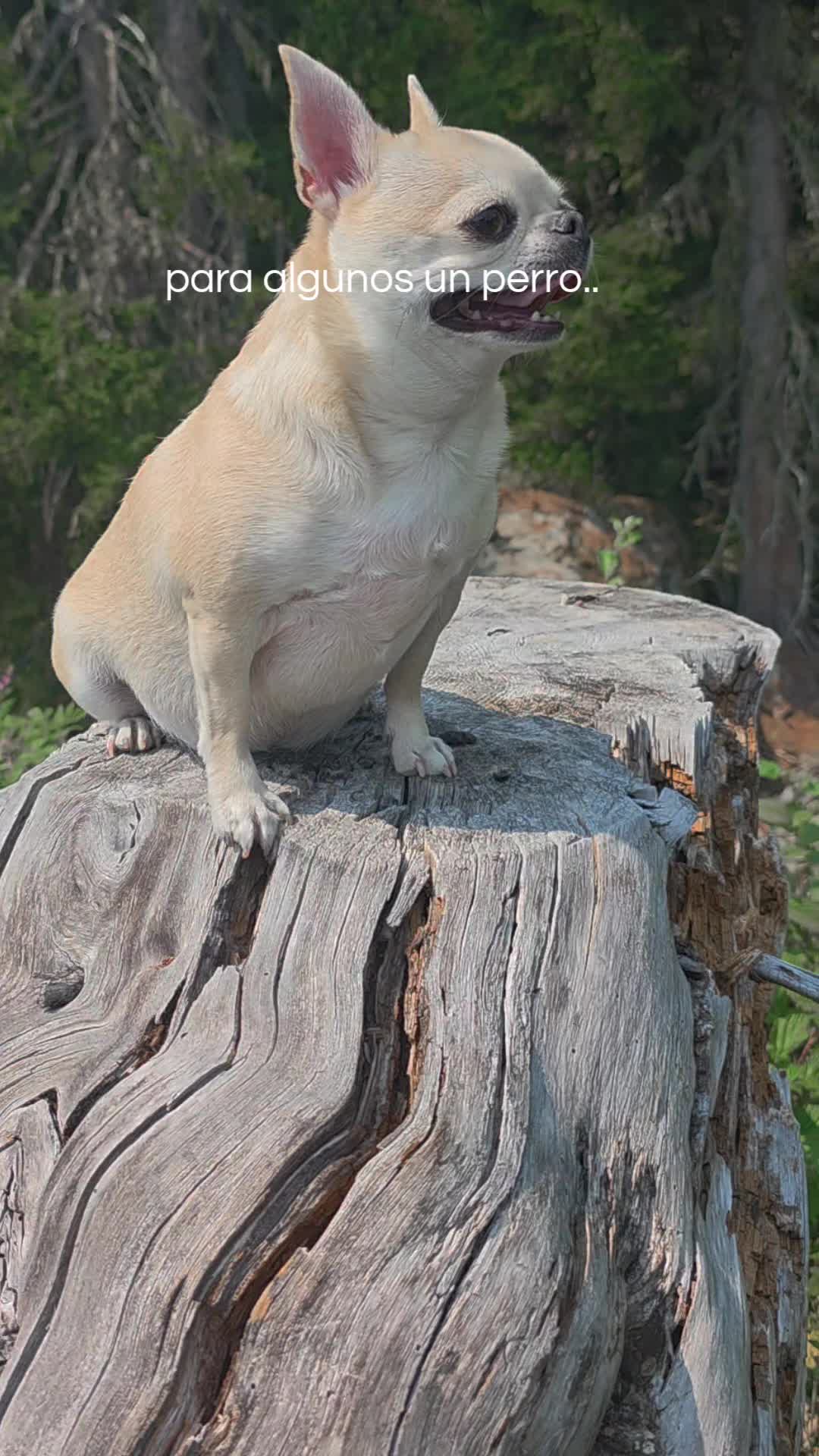 @Camila, a Chihuahua