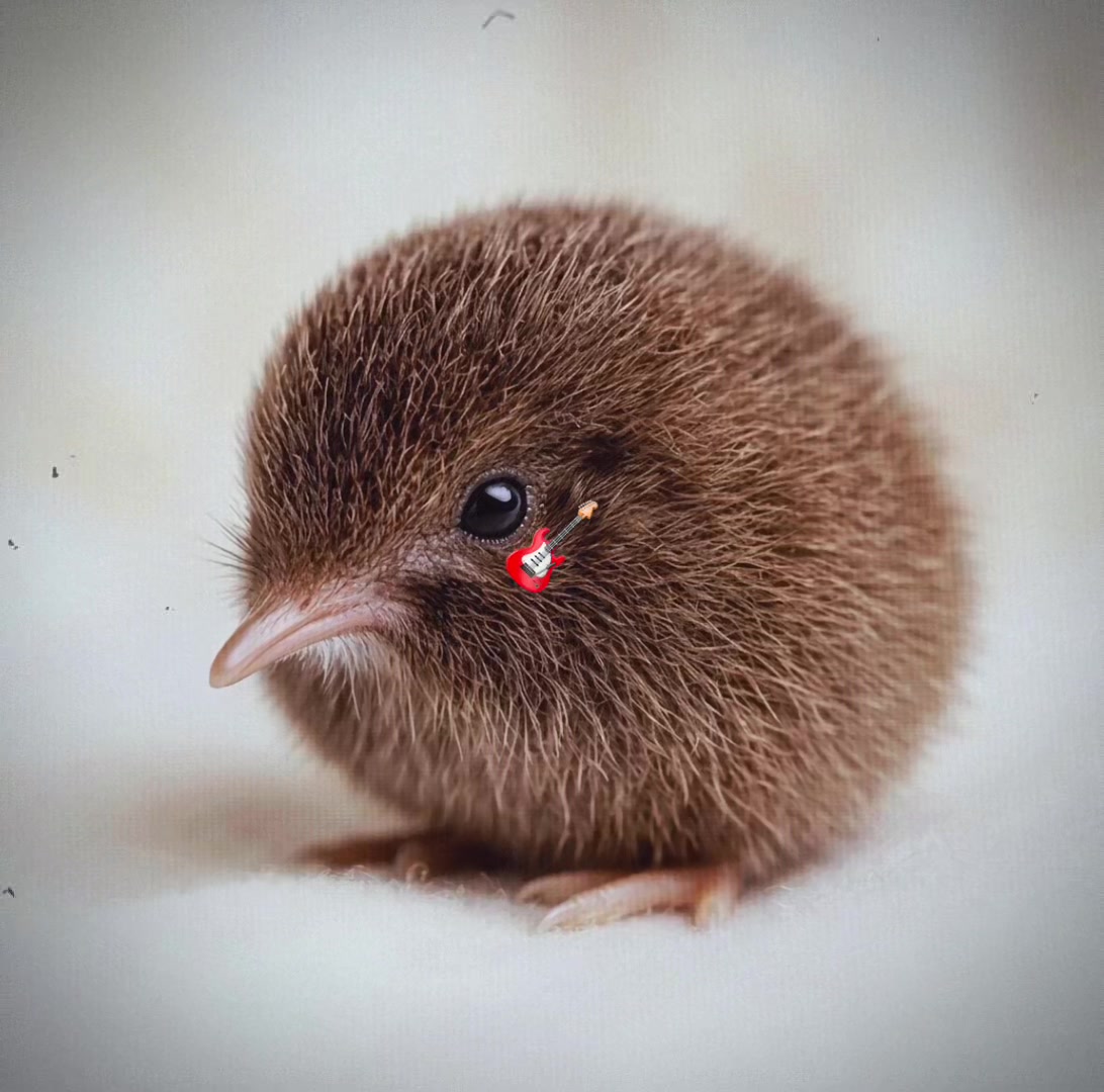 @The kiwi bird