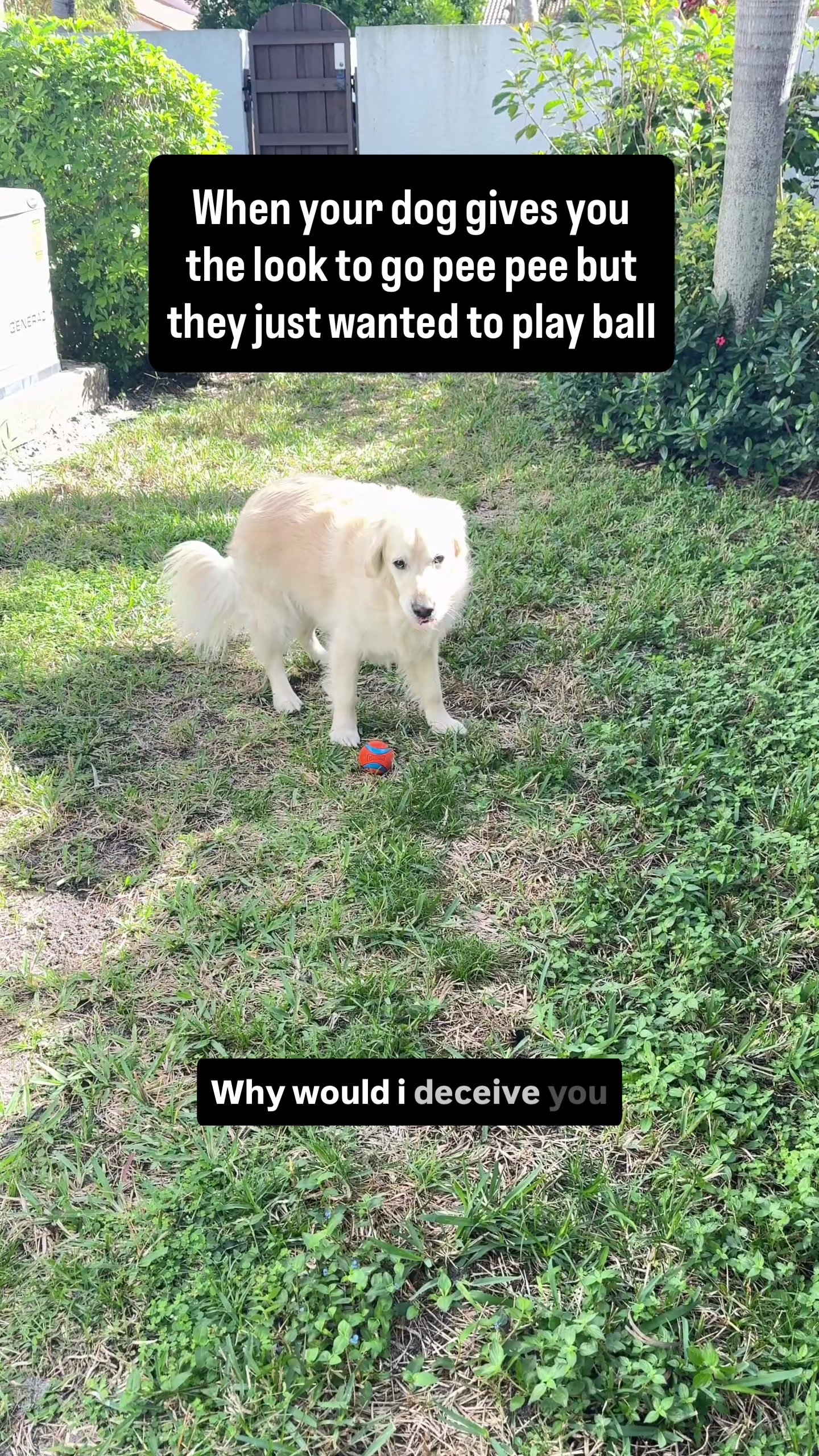 @Rigatoni The Golden