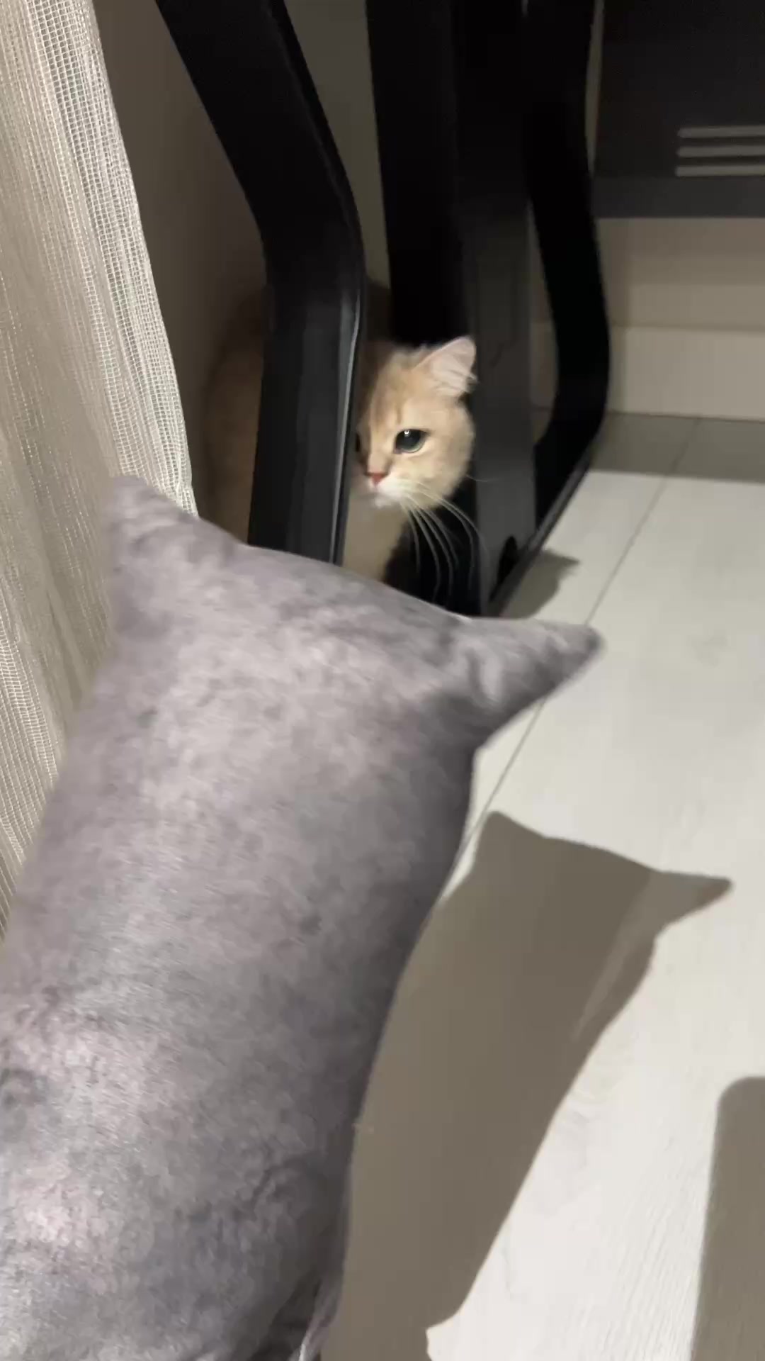 @kittens_uz