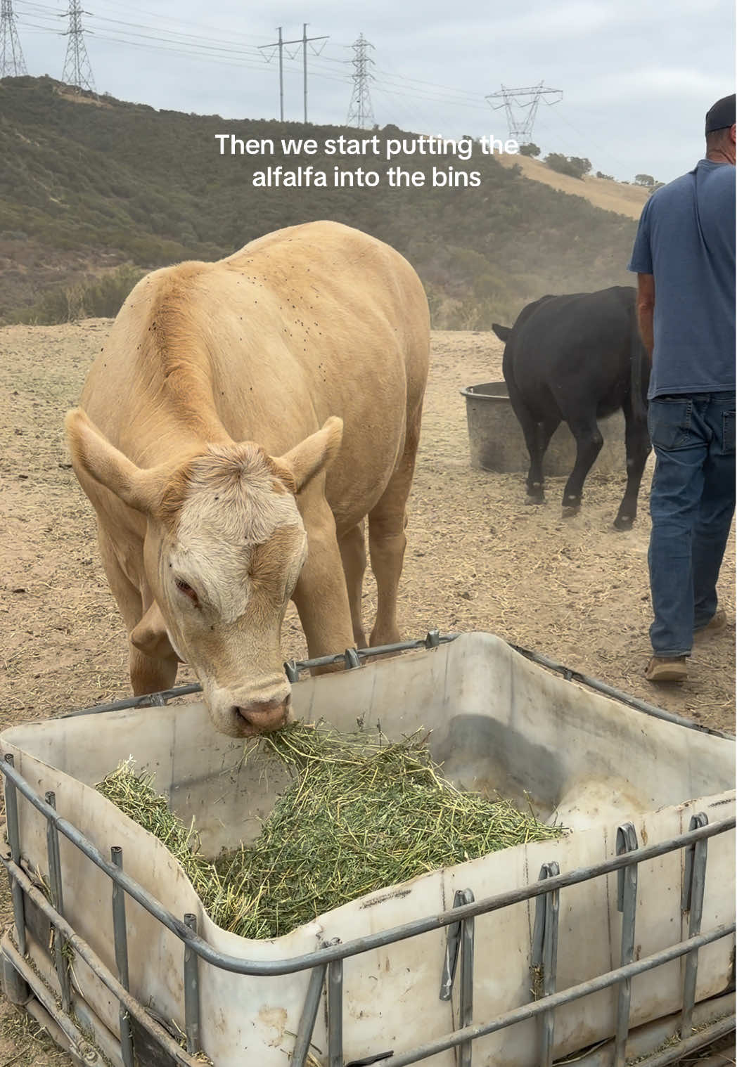@hvrcattle