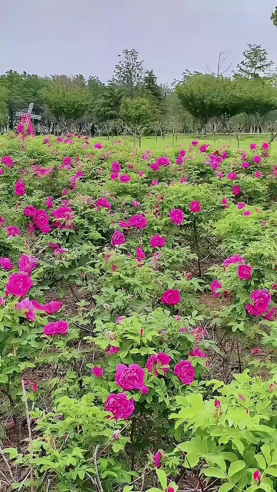 @lrdgdwxpq03212