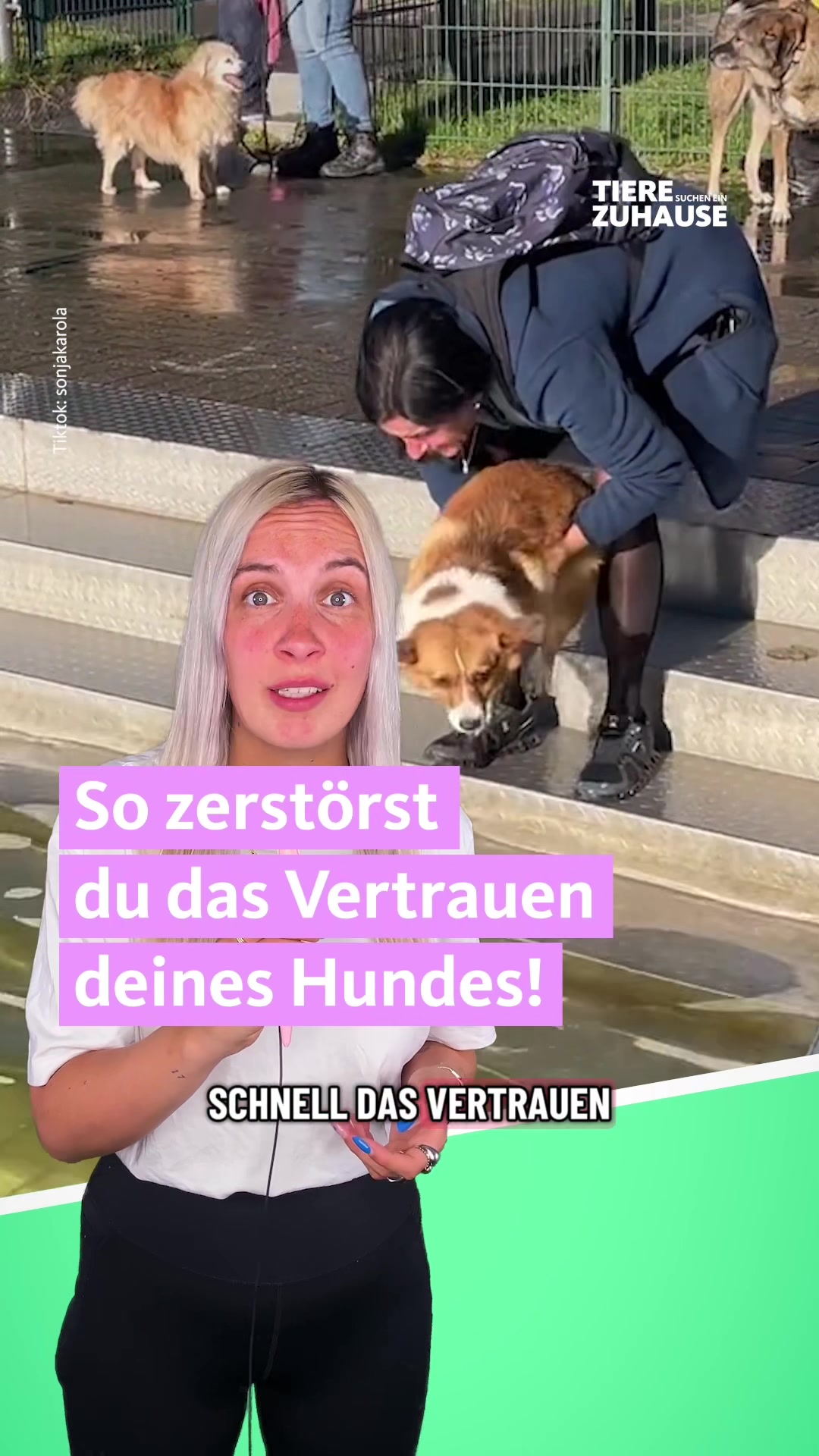 @Tiere suchen ein Zuhause