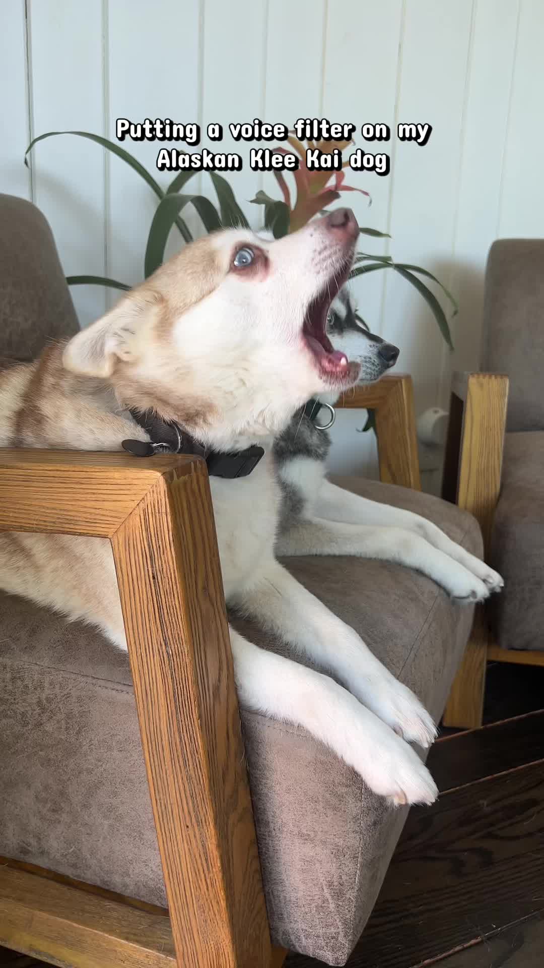 @lifewithkleekai
