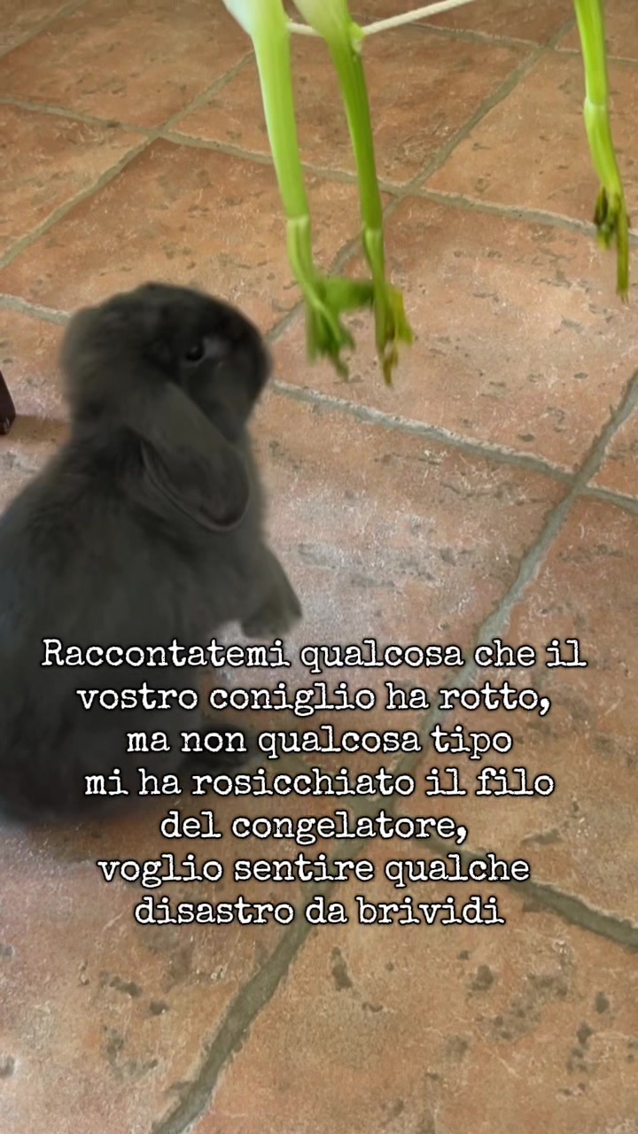 @Peter Rabbit