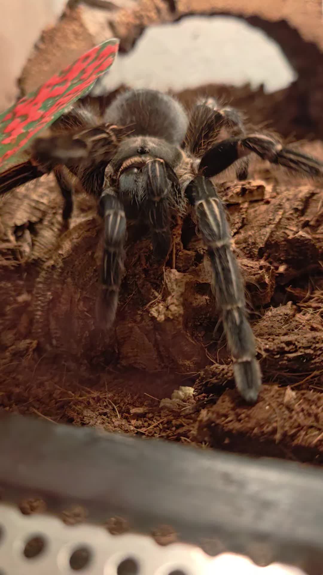 @Magdalena® 🕷️🐍🦂🪴