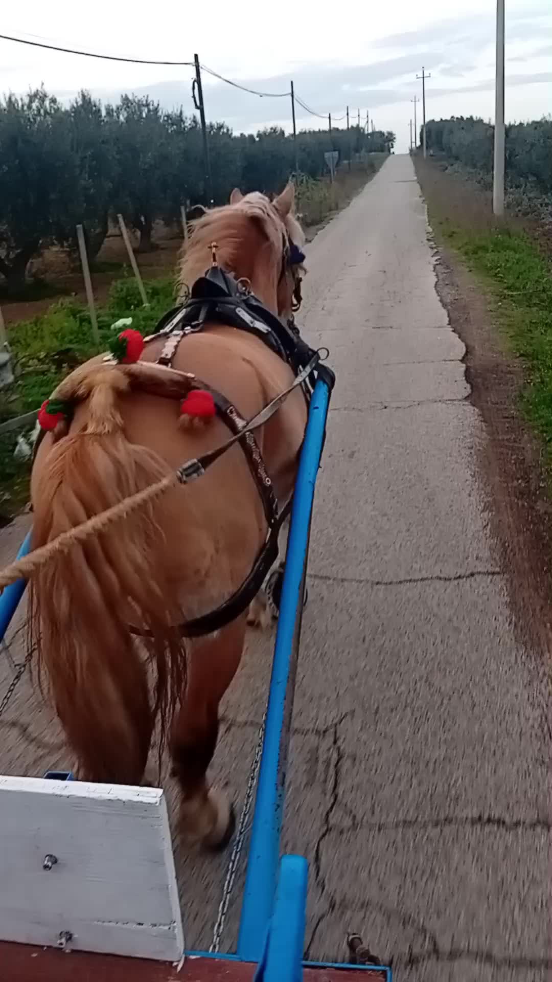 @rocco letizia ⚜️🐴