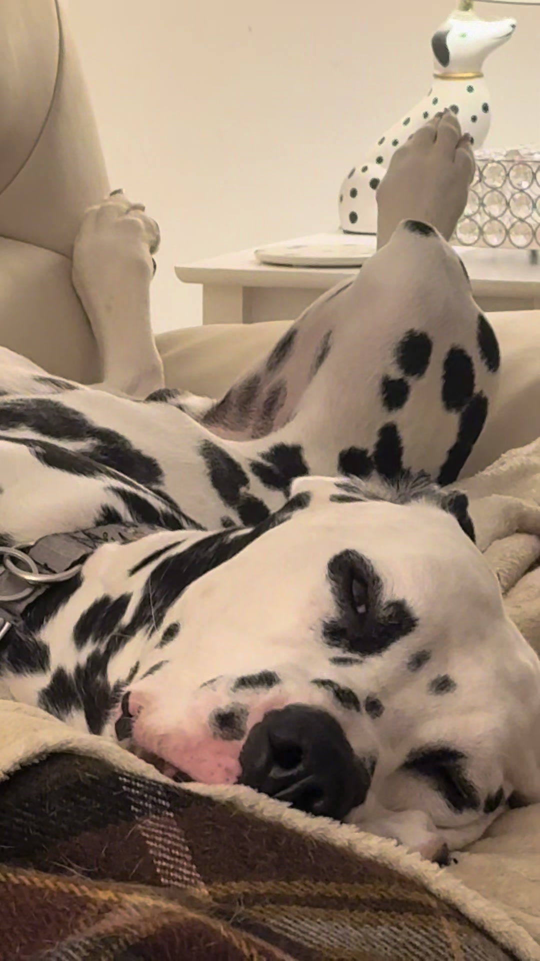 @Tommy & Babbles the Dalmatian