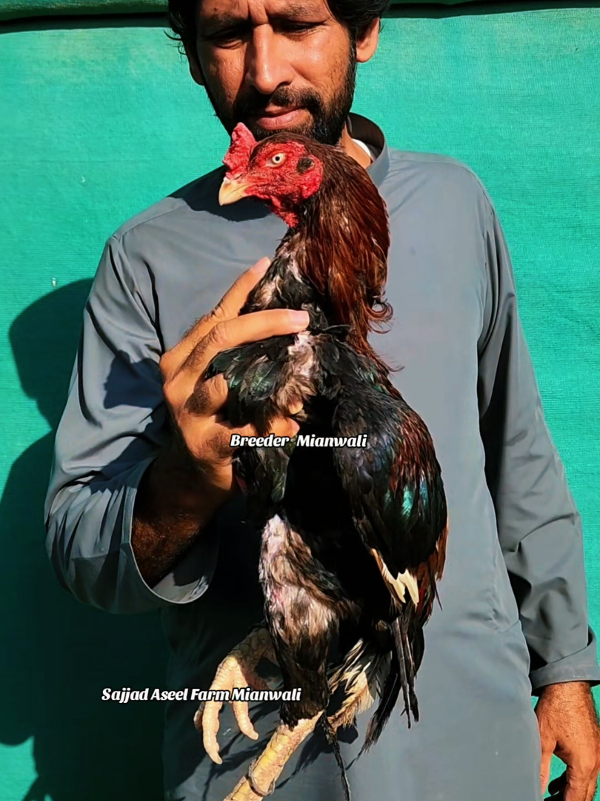 @Sajjad Aseel Farm
