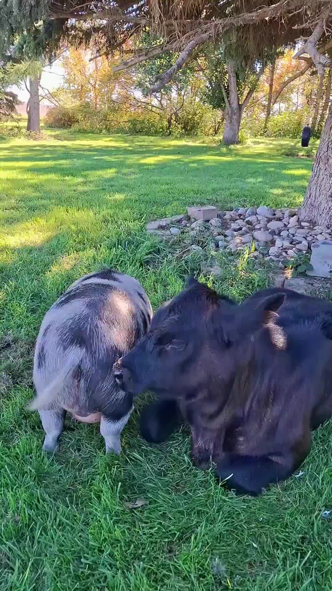 @Dakotafunnyfarm