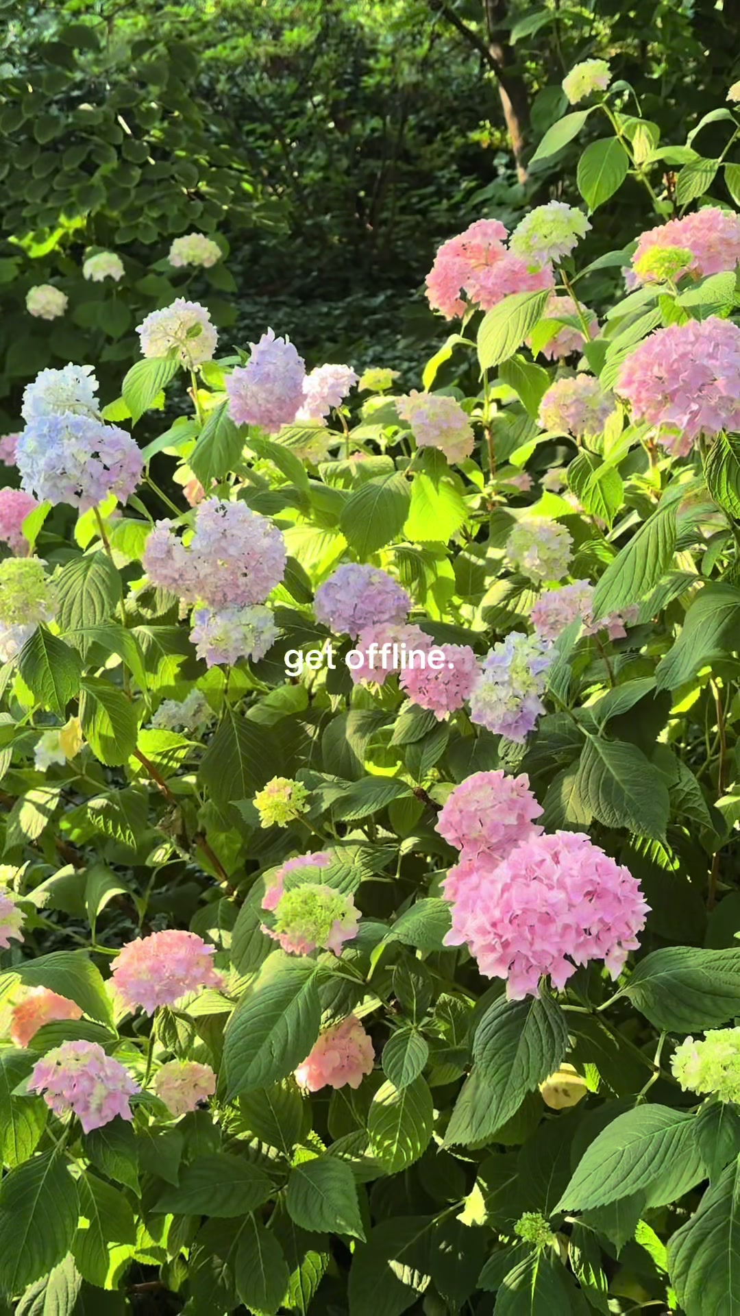 @pinterest
