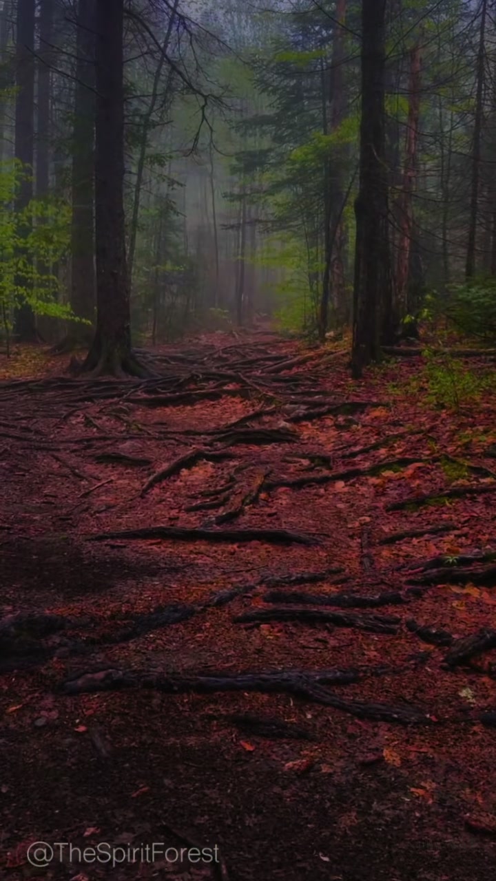 @The Spirit Forest