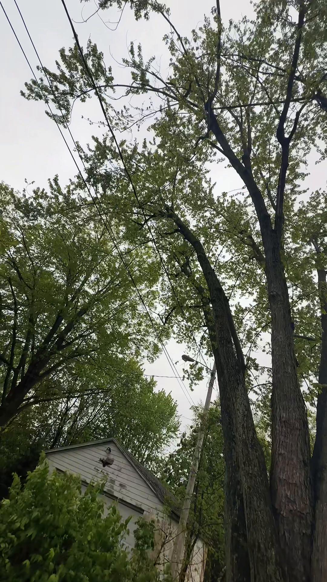 @gotreeservices6