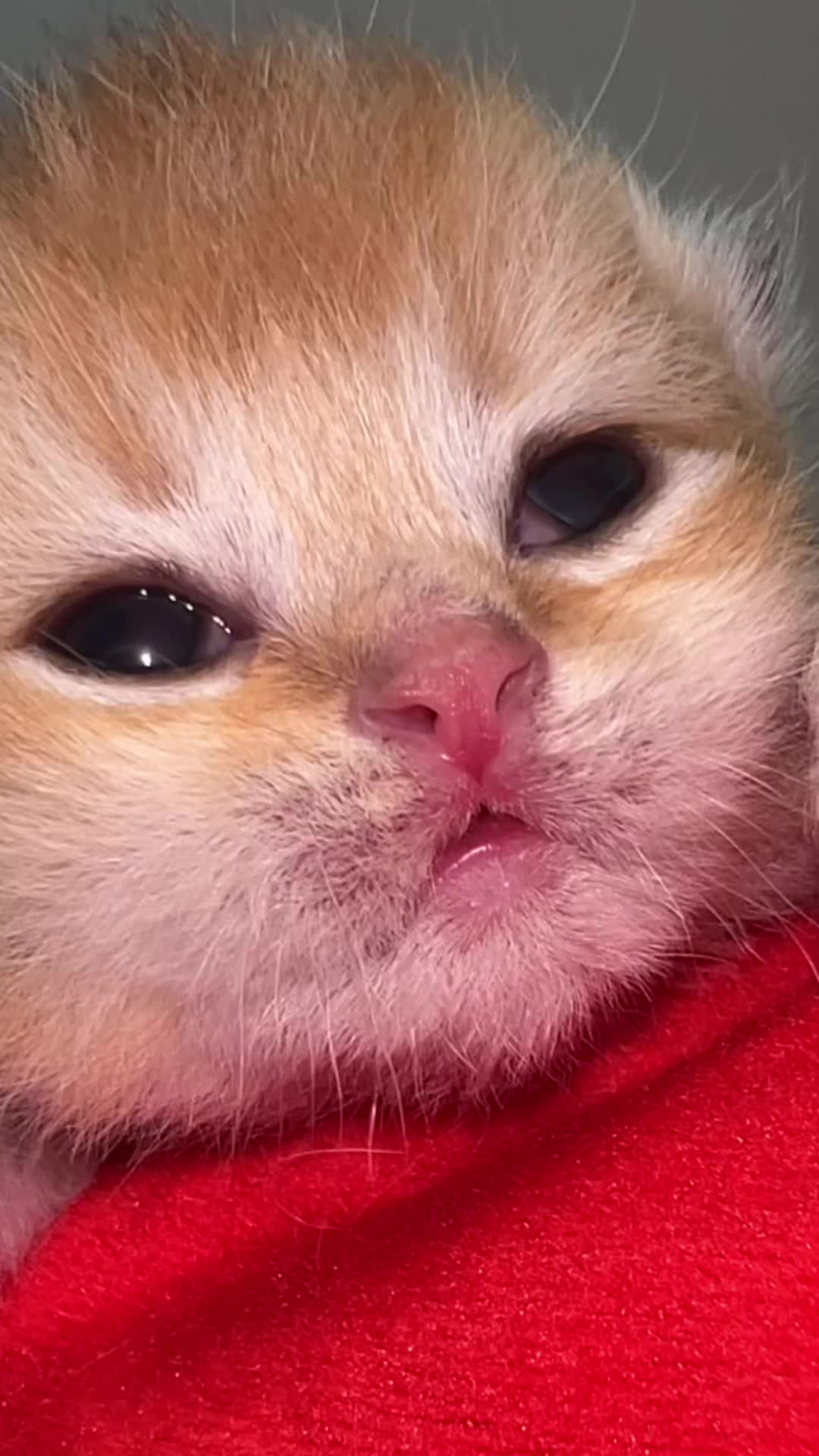 @Soothing Cats😻
