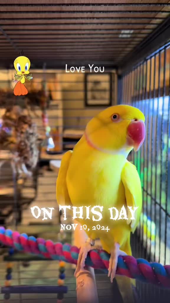 @Tweety the Ringneck