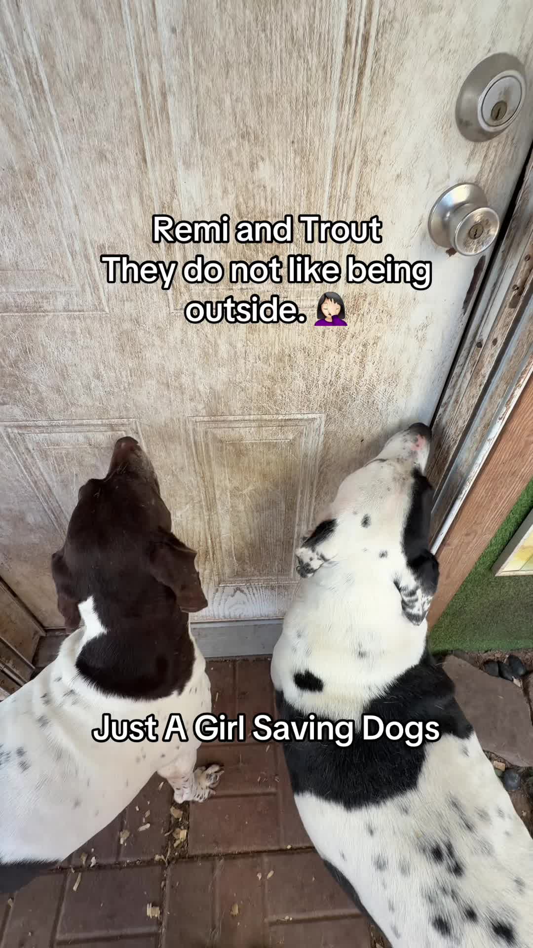 @Just A Girl Saving Dogs