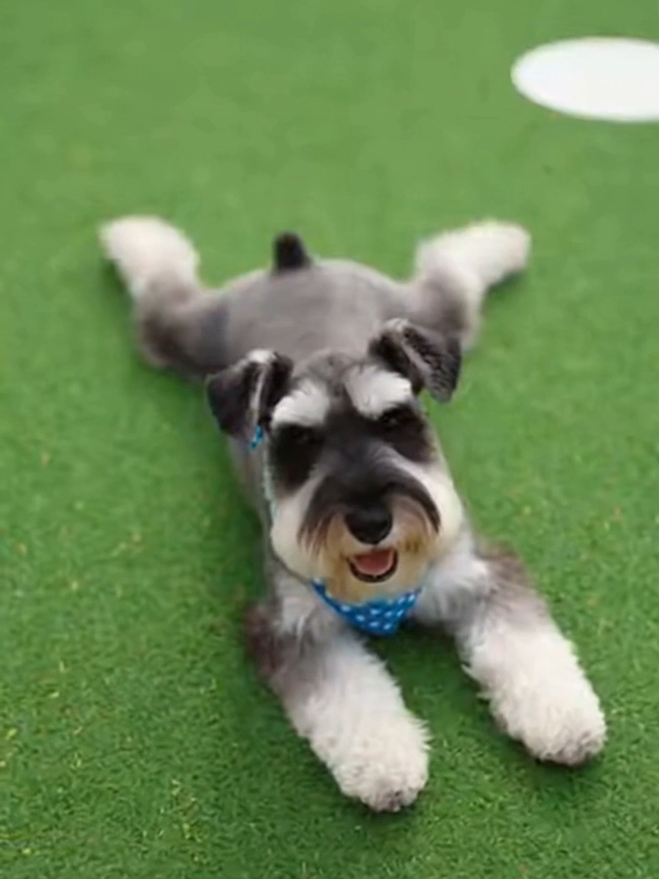 @Schnauzer Intelligence