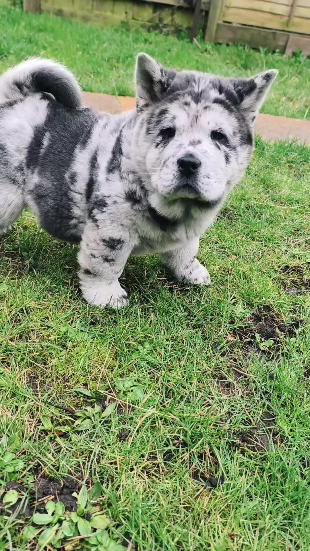 @Tank The Chow Chow