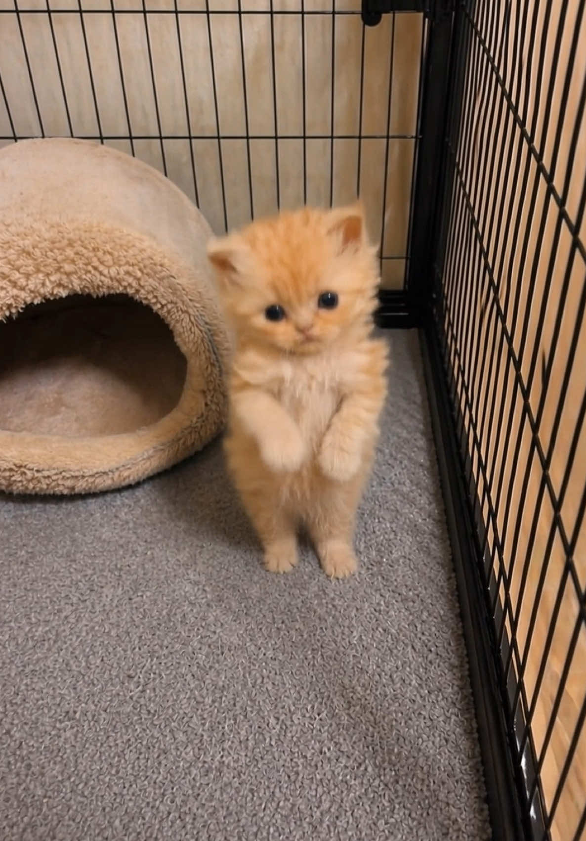 @meowmotion