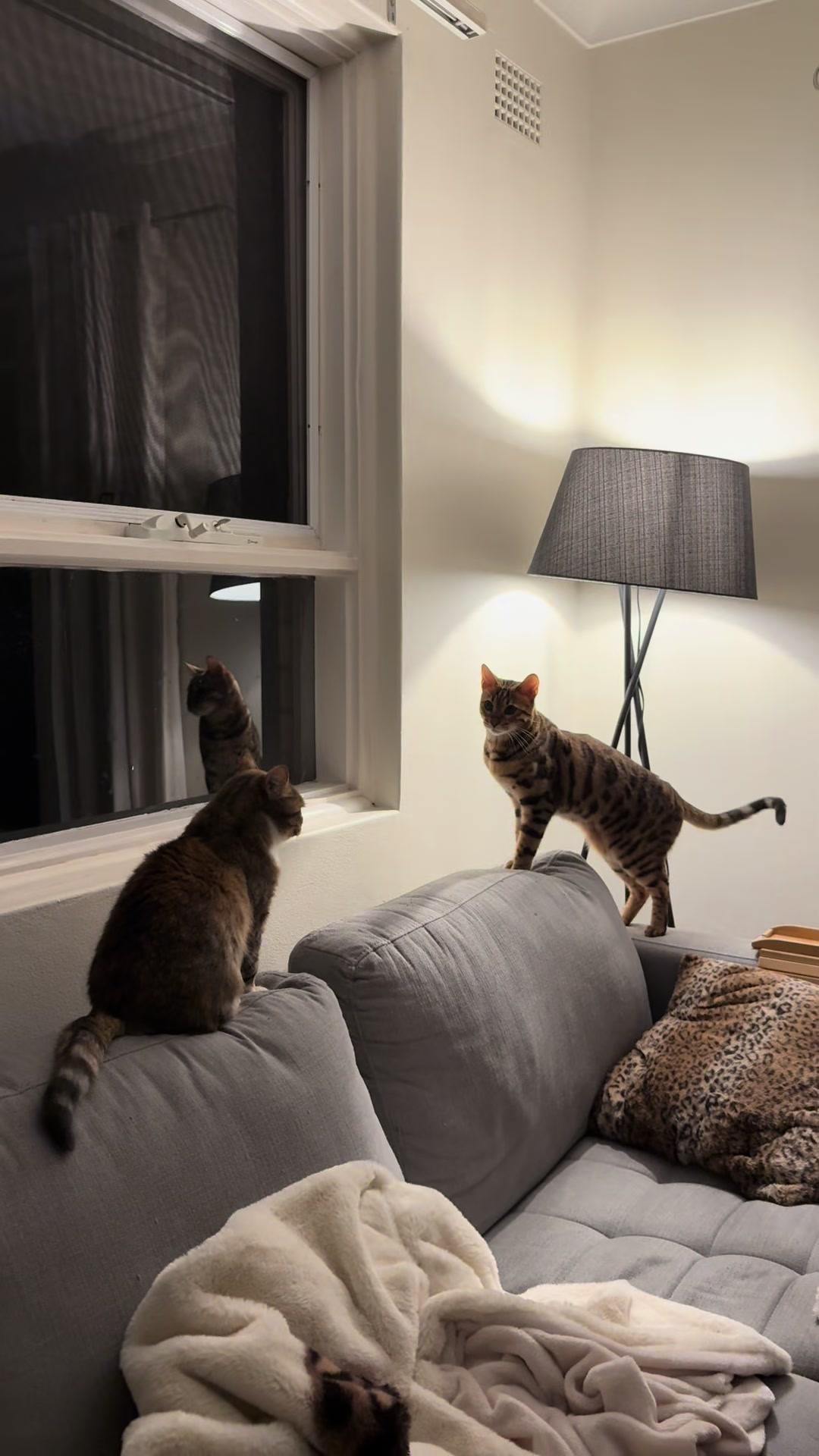 @mitmitcats